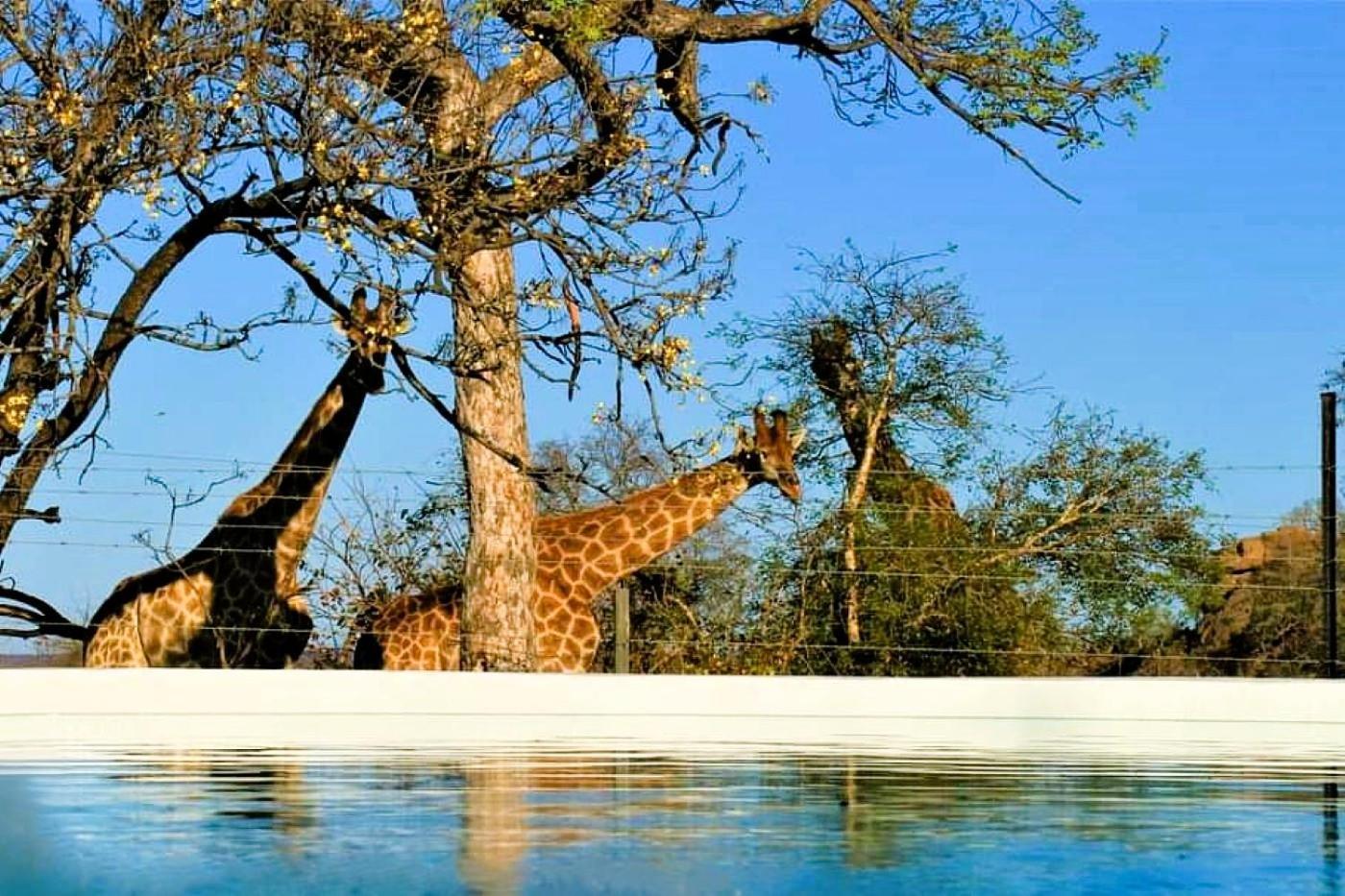 Ngalali Retreat Hotel Grietjie Game Reserve Exterior photo