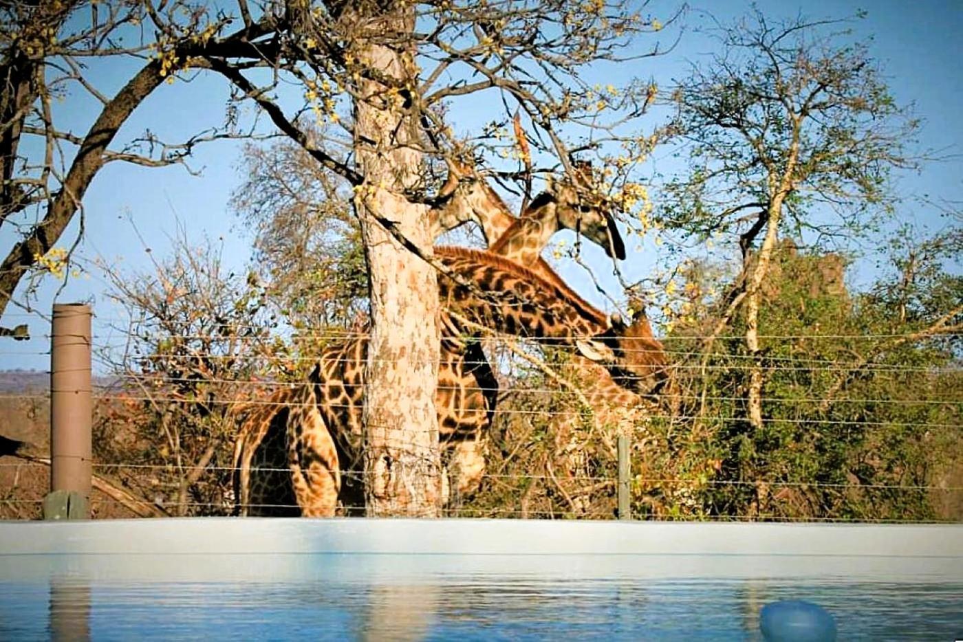 Ngalali Retreat Hotel Grietjie Game Reserve Exterior photo